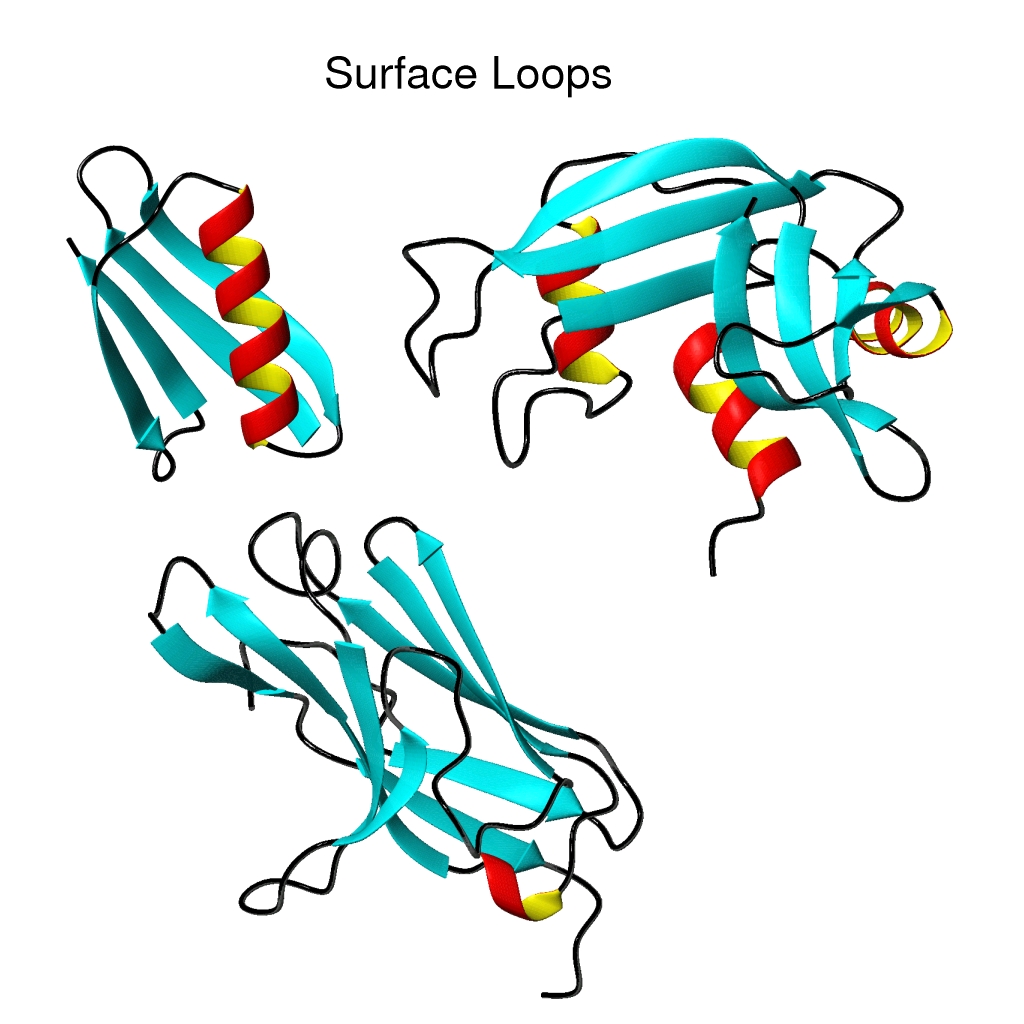 Ribbon Diagram Examples of Protein Surface Loops